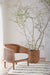 Ankara Natural Cane Chair with Ivory Cushion