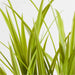 Faux Green Yucca Spray 46"