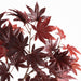 Faux Red Japanese Maple Stem 60"