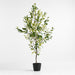 Potted Faux Coffee Panax Tree 7'