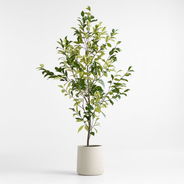 Potted Faux Coffee Panax Tree 7'
