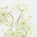 Faux Queen Anne's Lace Stem 43"