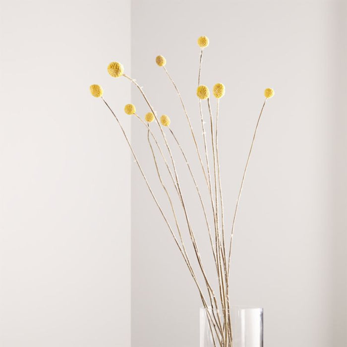 Craspedia Bunch Dried Botanicals