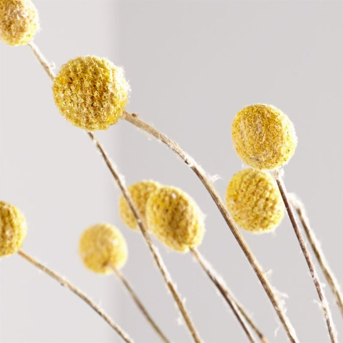 Craspedia Bunch Dried Botanicals