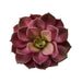 Faux Echeveria Burgundy Succulent Stem