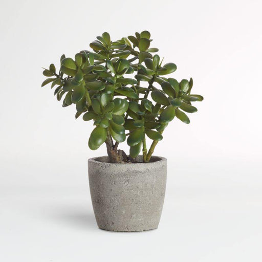 Artificial Potted Jade Plant - Crate and Barrel Philippines