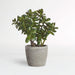 Faux Potted Jade Plant