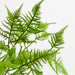 Faux Plumosa Fern Leaf Stem