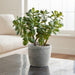 Artificial Potted Jade Plant - Crate and Barrel Philippines
