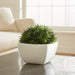 Artificial Potted Moss - Crate and Barrel Philippines